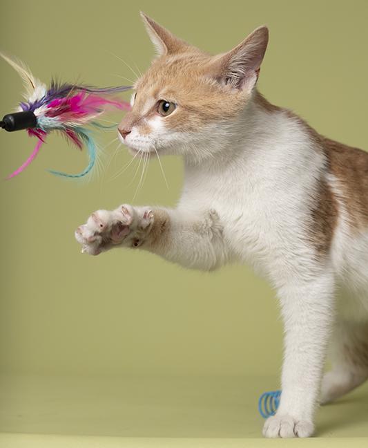 Enlarge Cinnamon, a Adoptable Tabby in Chicago, IL image 2/6