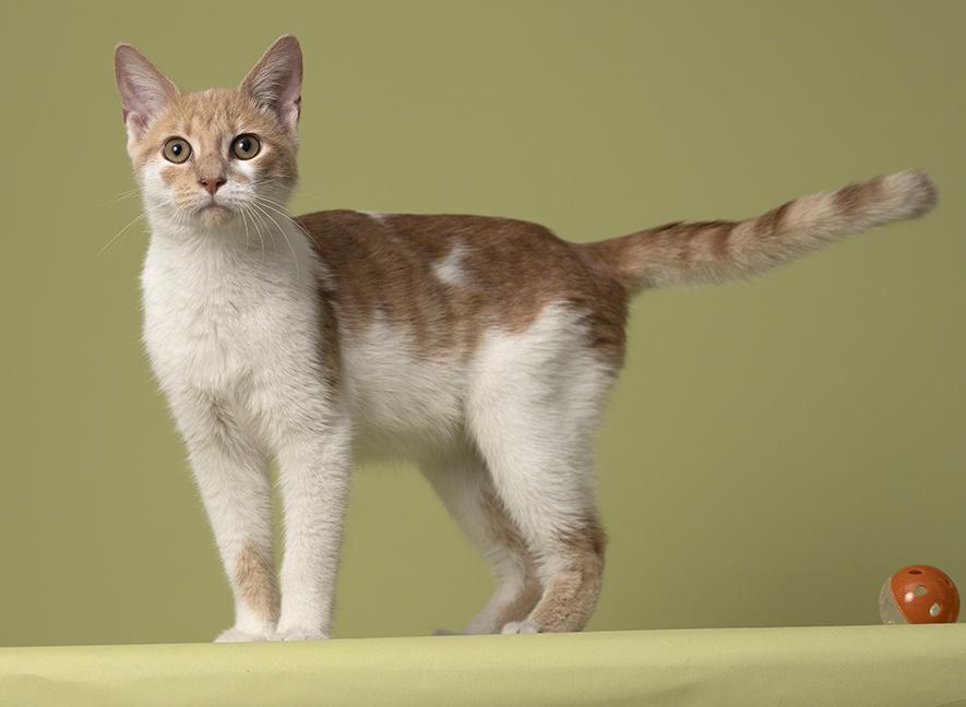 Enlarge Cinnamon, a Adoptable Tabby in Chicago, IL image 3/6