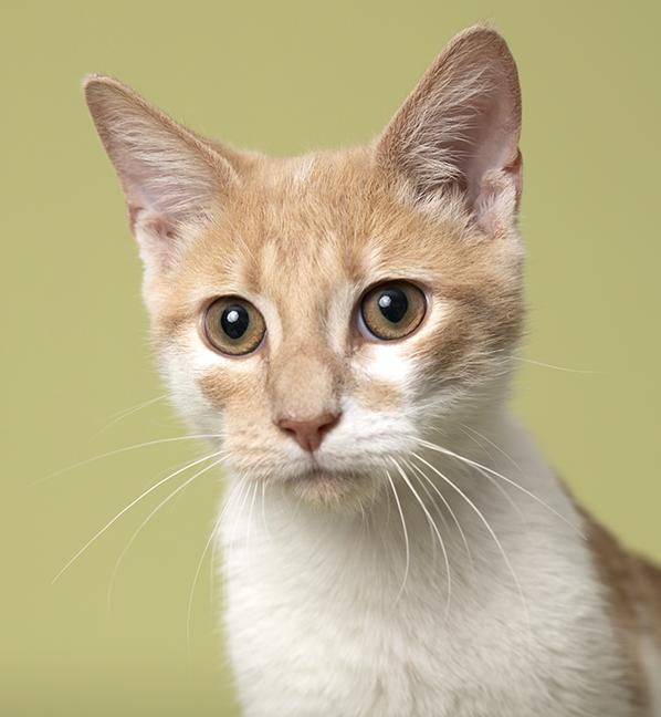 Enlarge Cinnamon, a Adoptable Tabby in Chicago, IL image 1/6