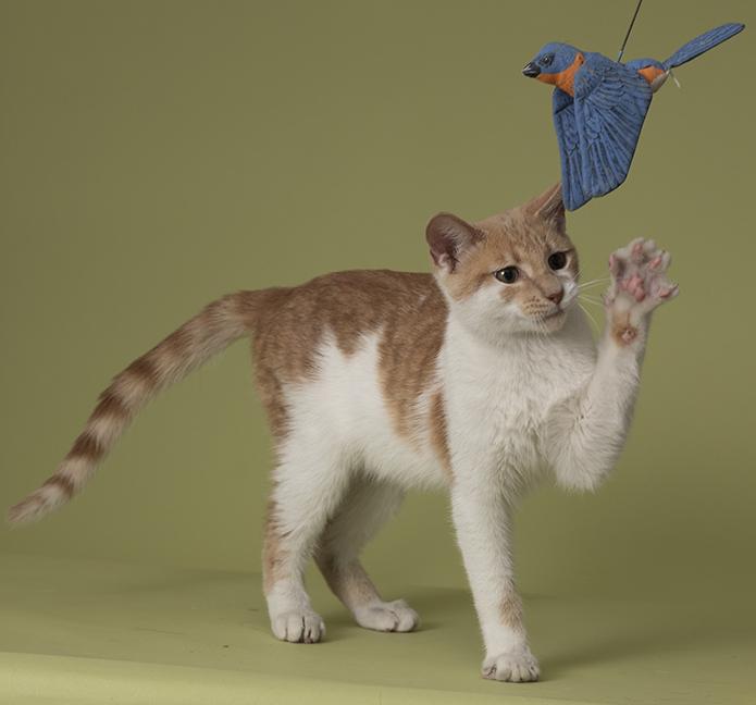 Enlarge Cinnamon, a Adoptable Tabby in Chicago, IL image 4/6