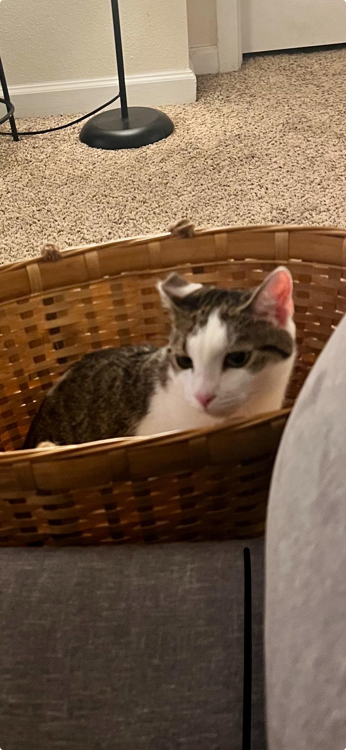 Snuggly Socks, a purrfect fit..., adopted, Young Female American Shorthair.