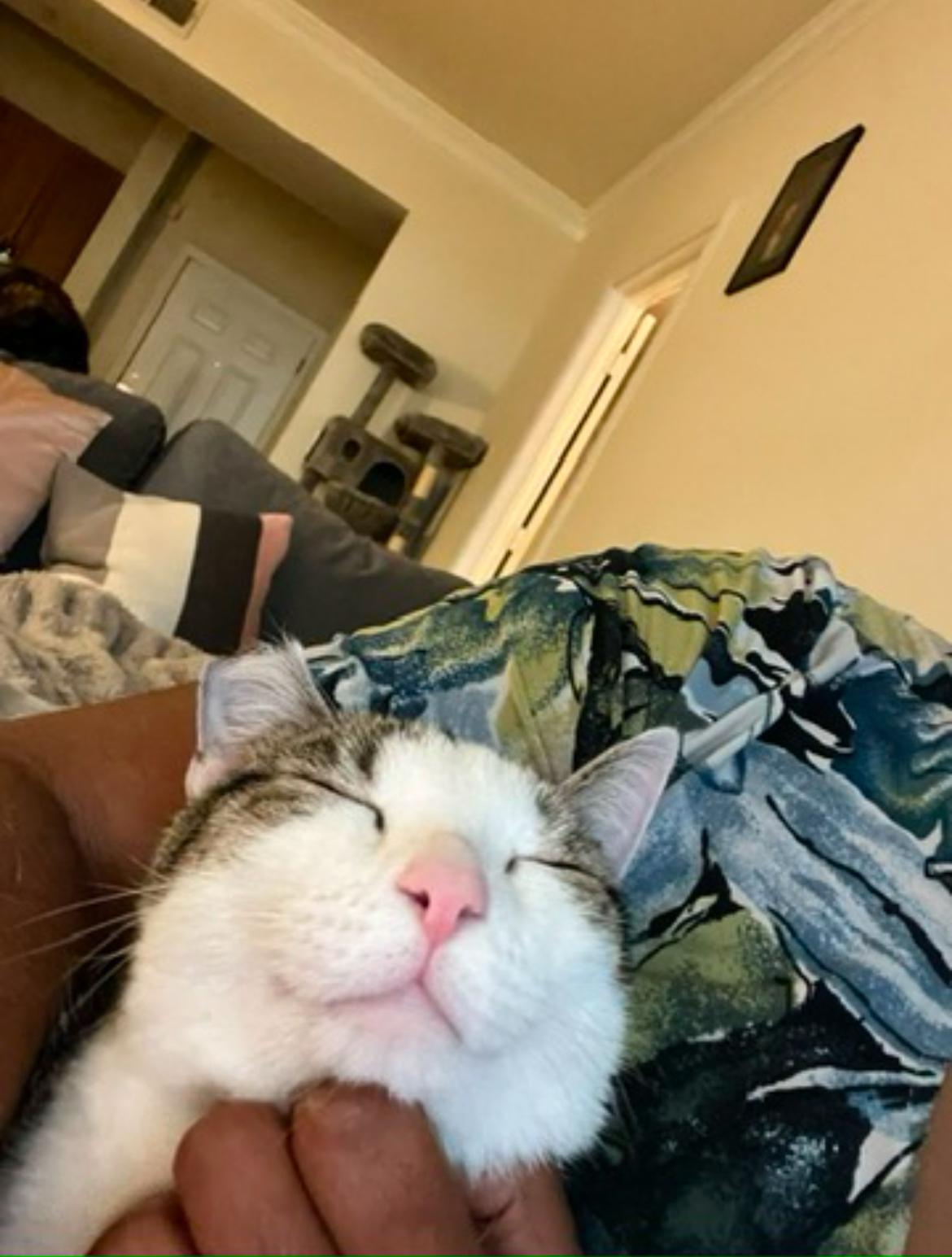 Snuggly Socks, a purrfect fit..., an adopted American Shorthair in Marietta, GA image 2/4
