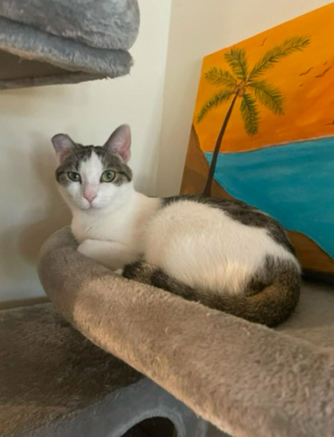 Snuggly Socks, a purrfect fit..., an adopted American Shorthair in Marietta, GA image 3/4