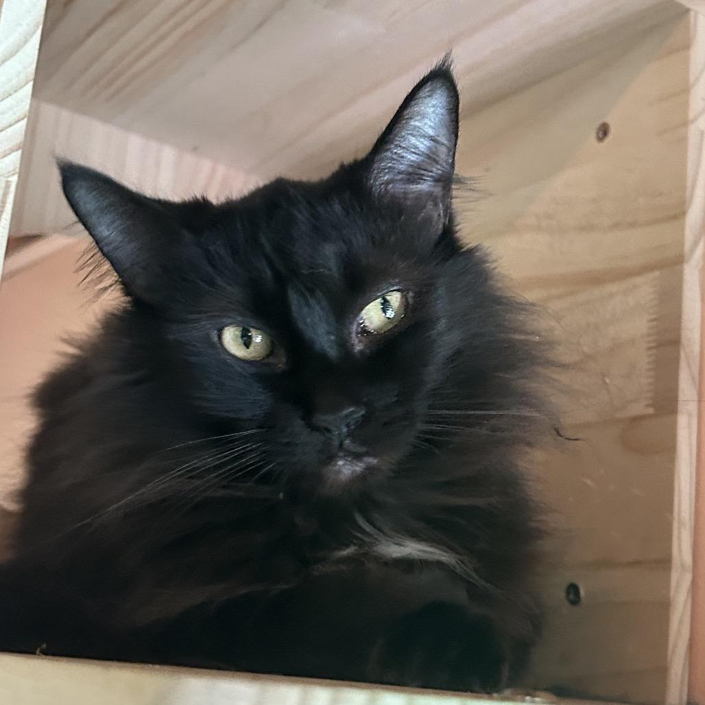 Lola, Adoptable, Adult Female Domestic Long Hair.
