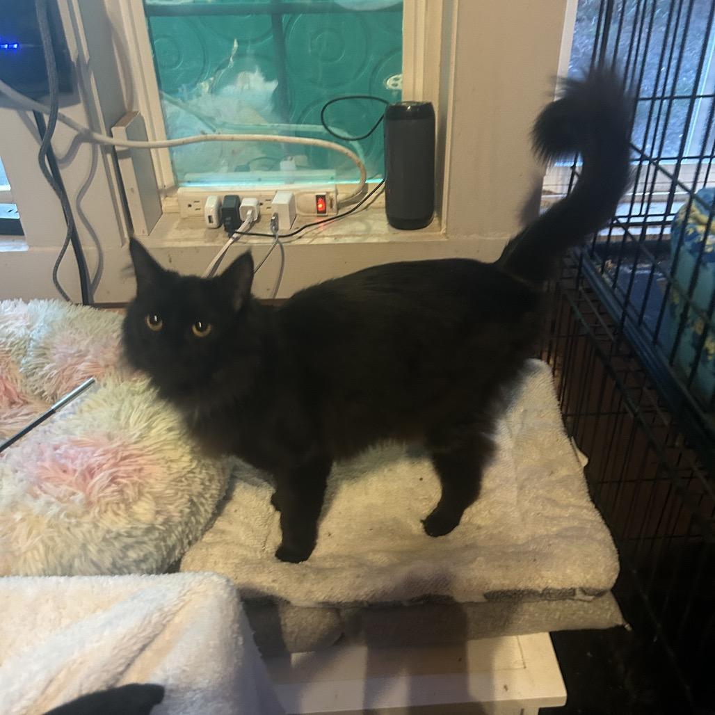 Lola, a Adoptable Domestic Long Hair in Veneta, OR image 1/4