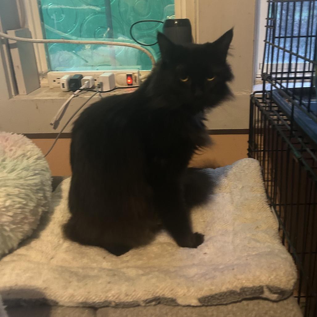 Lola, a Adoptable Domestic Long Hair in Veneta, OR image 2/4