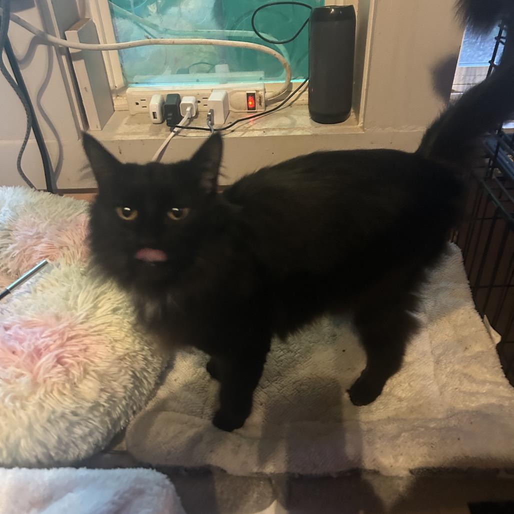 Lola, a Adoptable Domestic Long Hair in Veneta, OR image 3/4