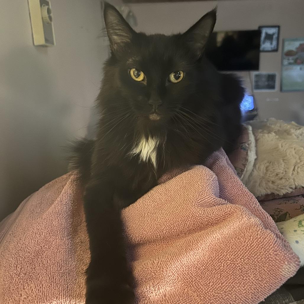 Lola, a Adoptable Domestic Long Hair in Veneta, OR image 4/4