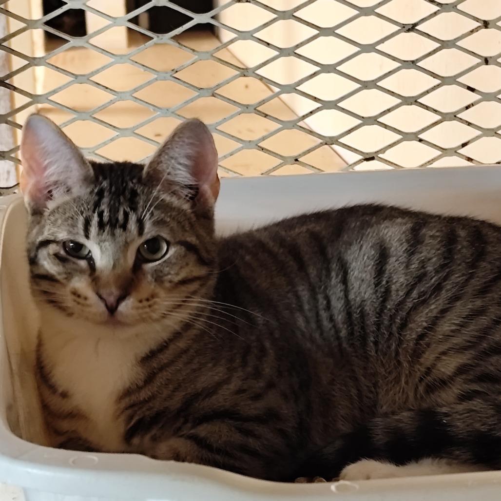 Opie, Adoptable, Young Male Domestic Short Hair.