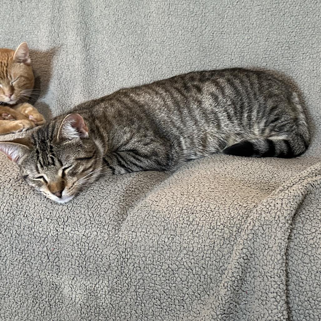 Enlarge Opie, a Adoptable Domestic Short Hair in Nashville, TN image 2/2