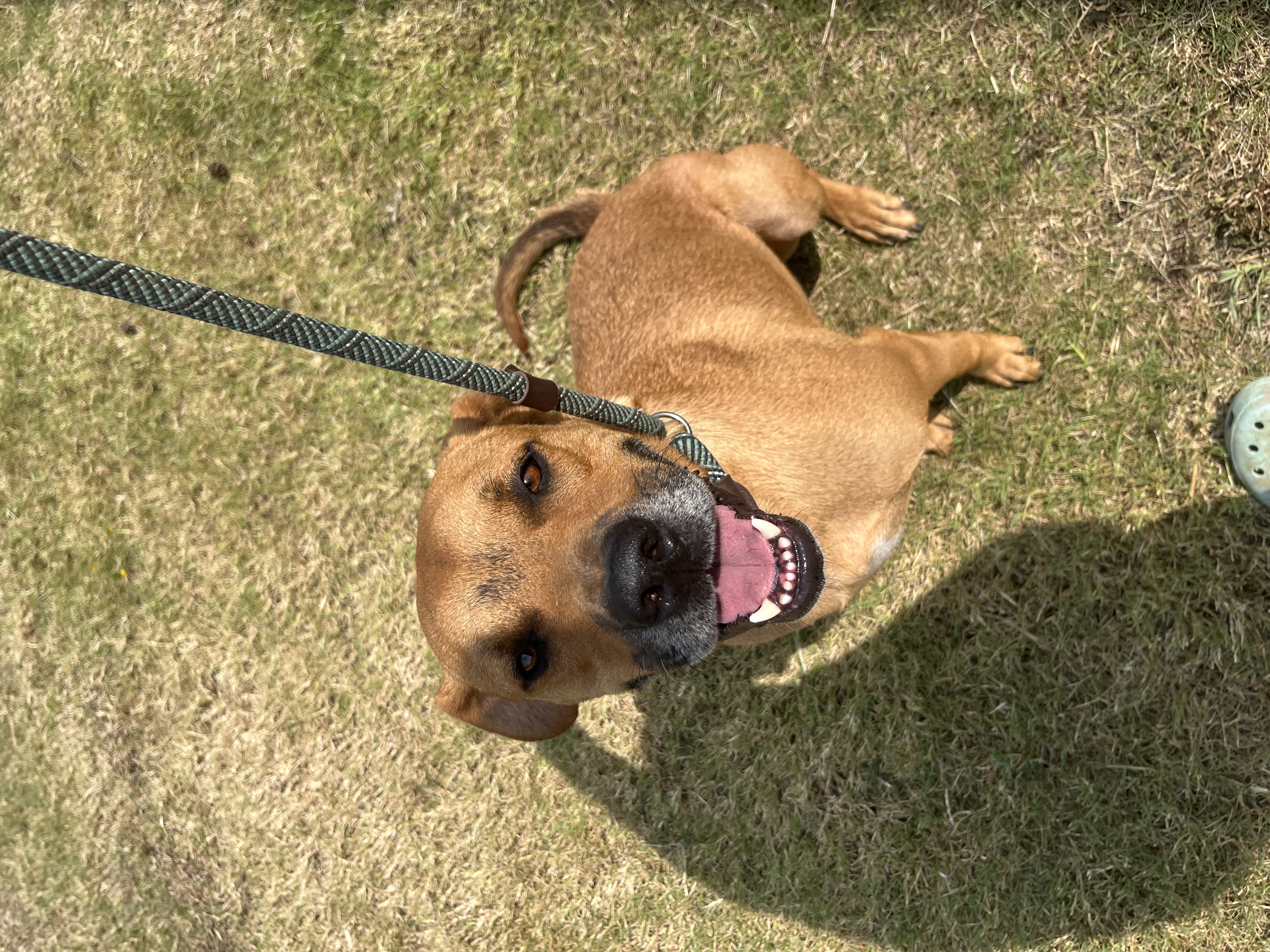 Mario, Adoptable, Adult Male Mixed Breed.