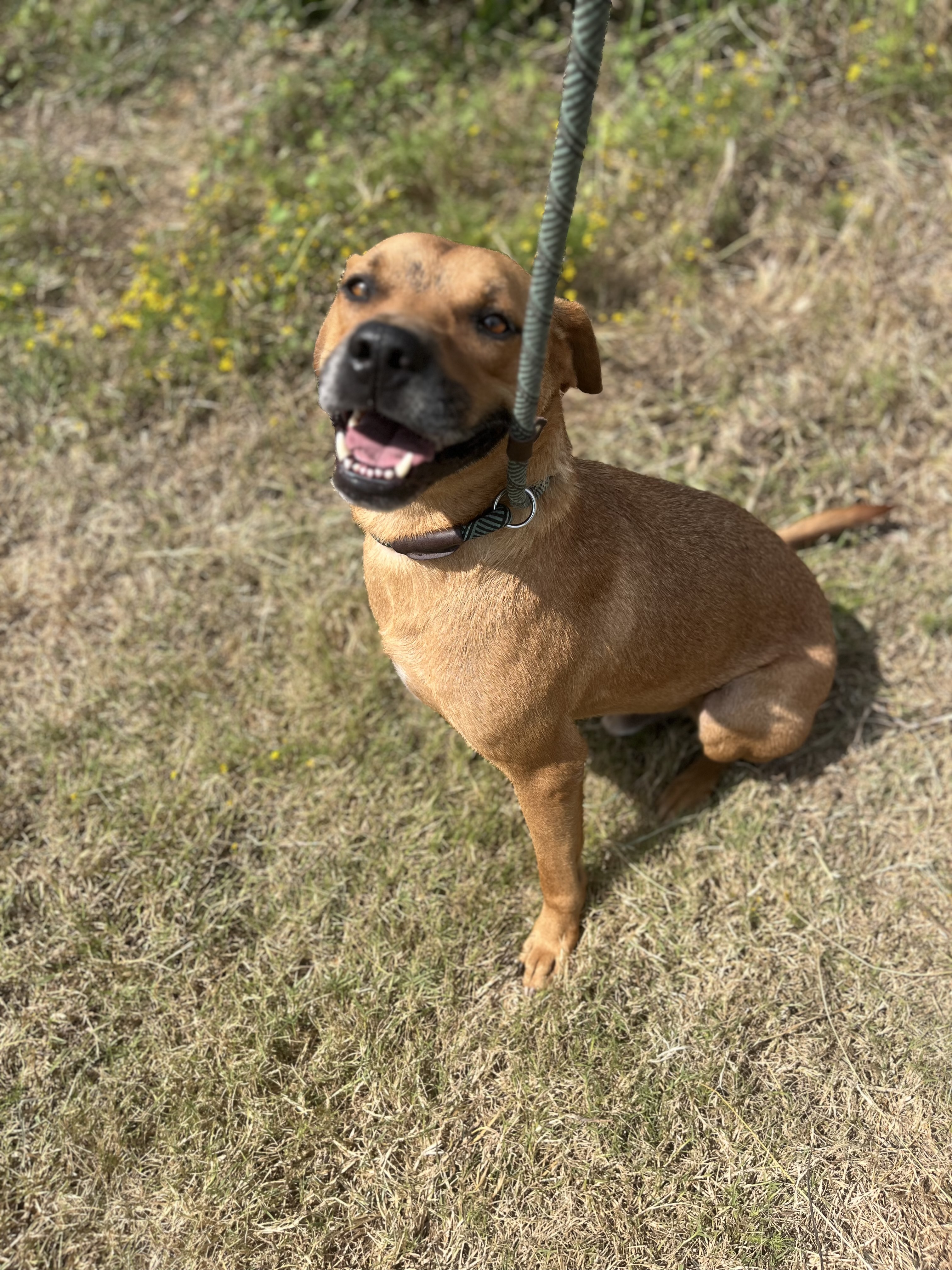 Enlarge Mario, a Adoptable Mixed Breed in Jacksonville, TX image 3/4
