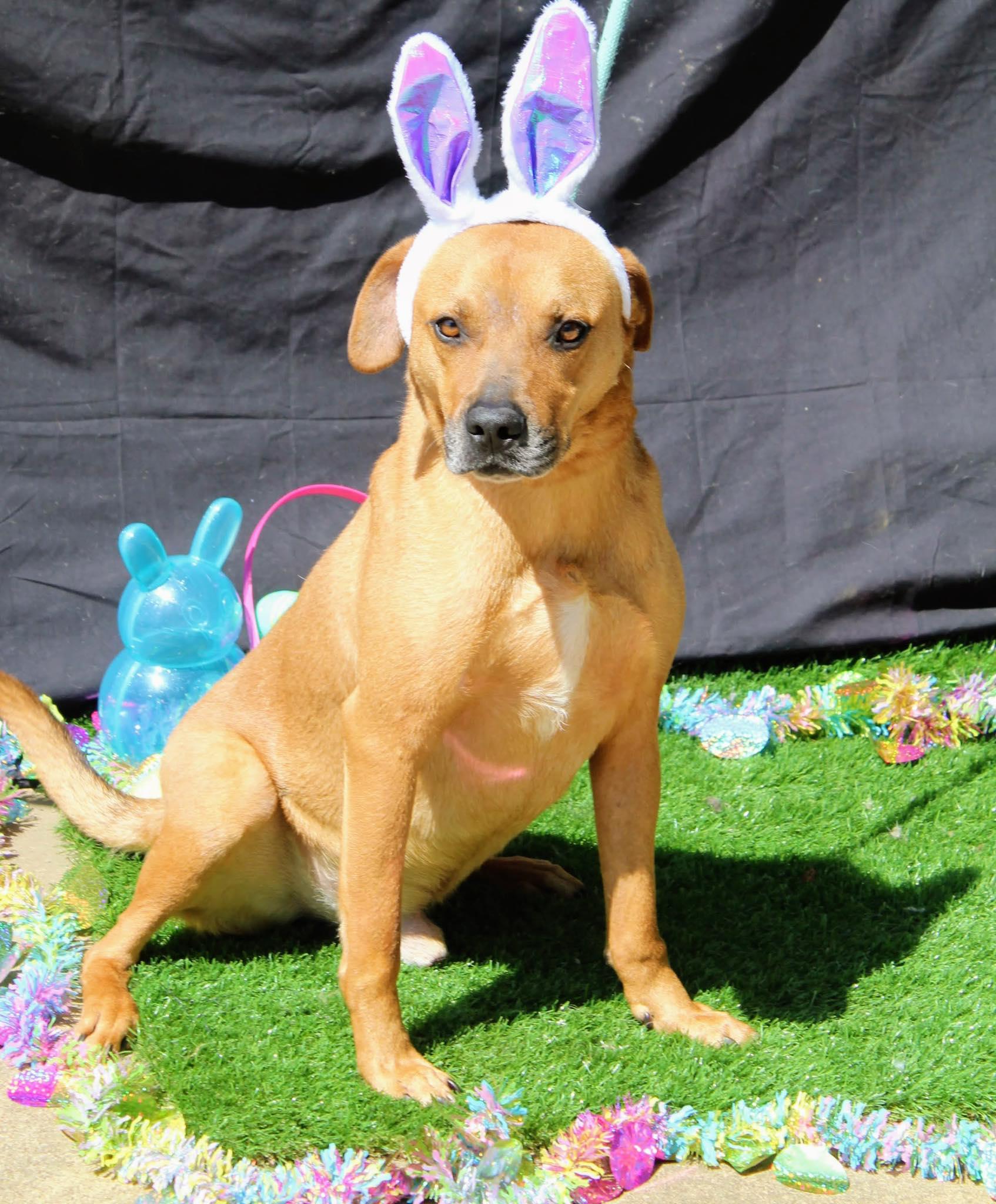 Enlarge Mario, a Adoptable Mixed Breed in Jacksonville, TX image 1/4