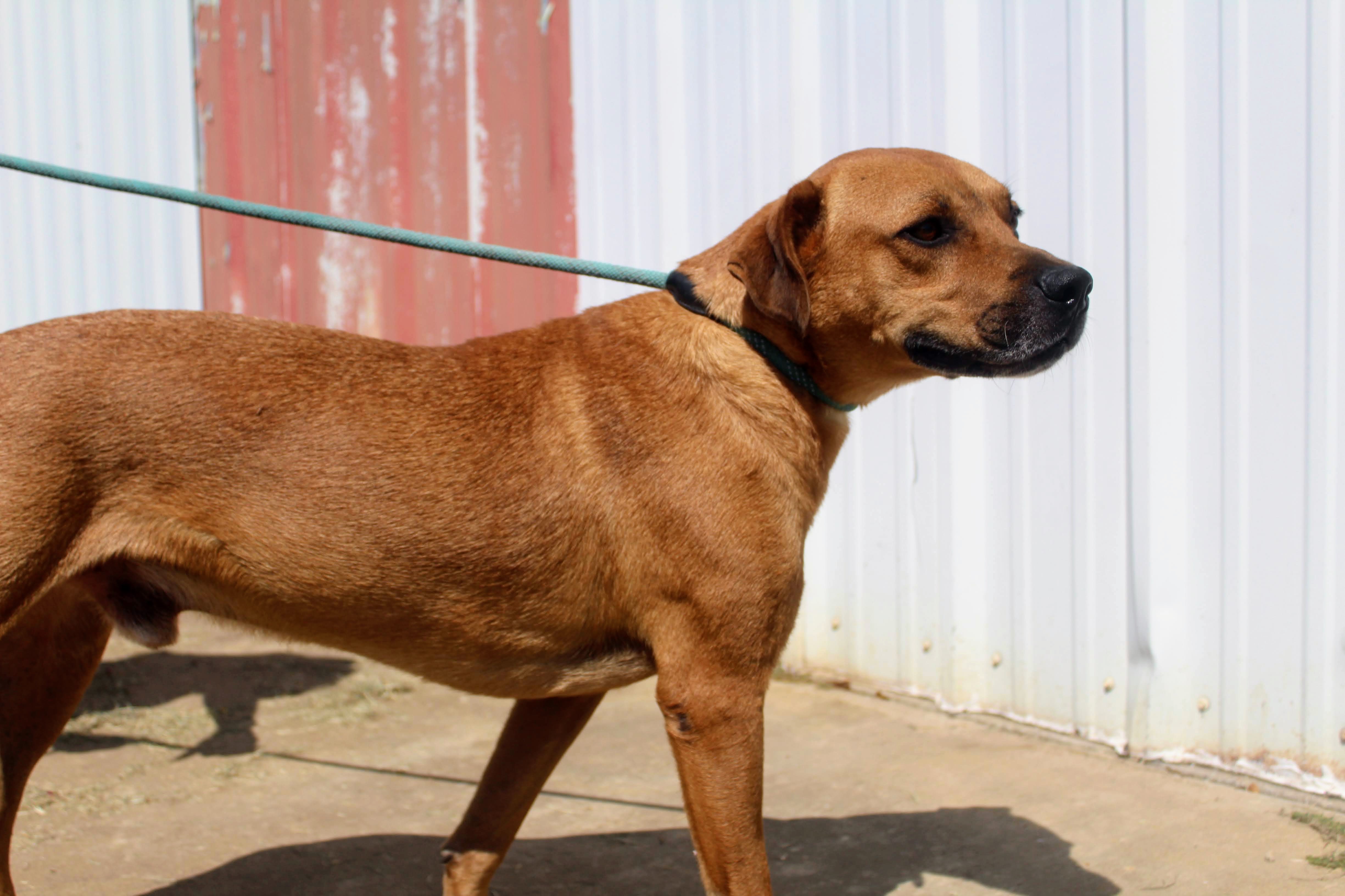 Enlarge Mario, a Adoptable Mixed Breed in Jacksonville, TX image 4/4