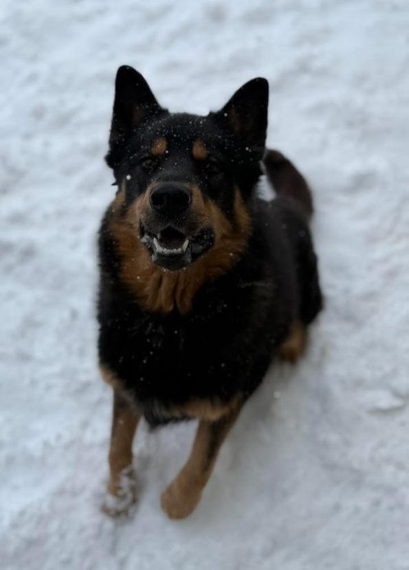 Enlarge Jagger, a ADOPTABLE mixed breed in Keswick, ON image 2/2