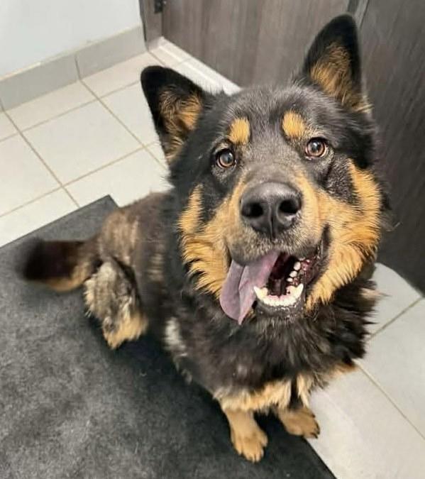 Jagger, ADOPTABLE, Adult Male Shepherd & Chow Chow.