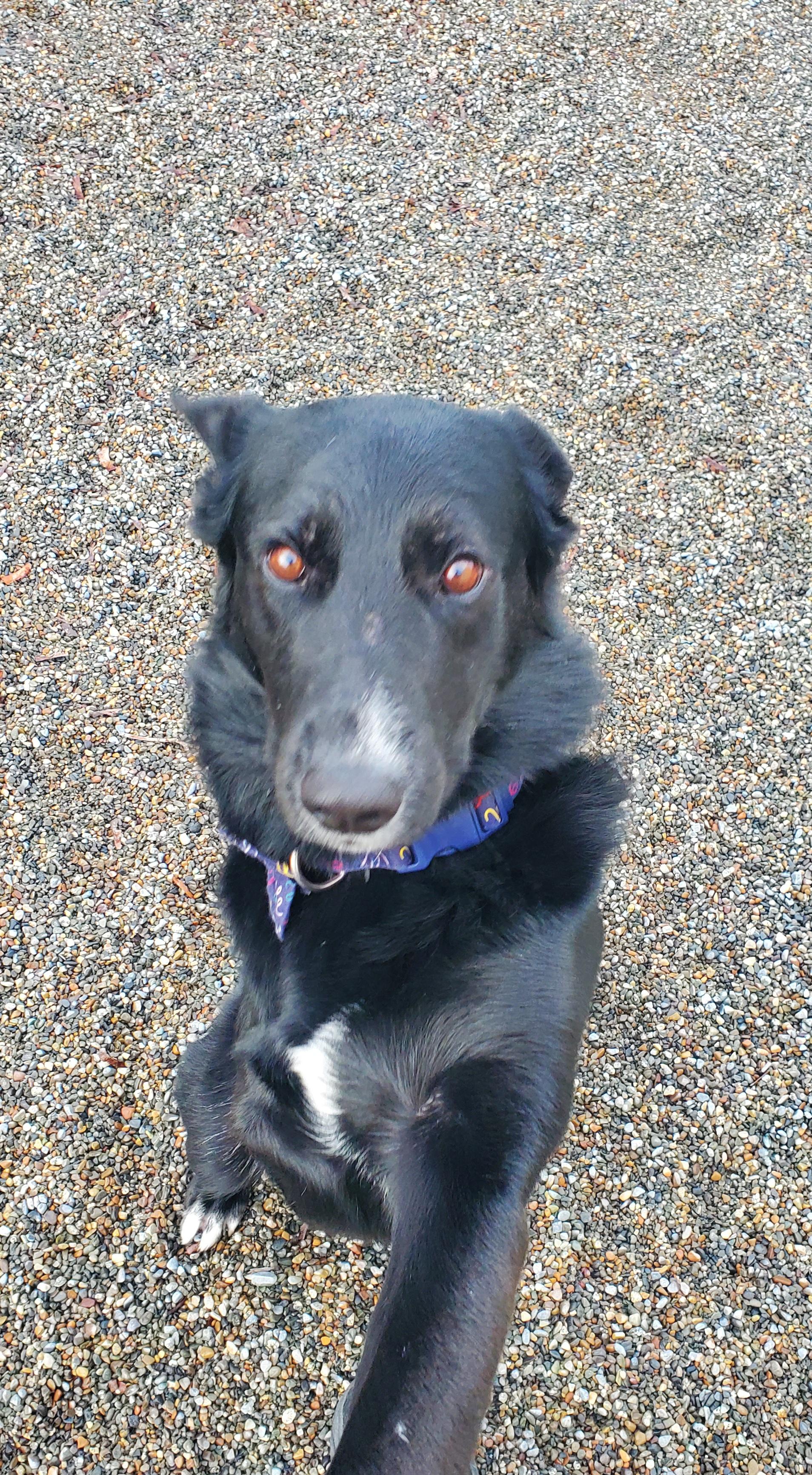 Enlarge TRES, a ADOPTABLE mixed breed in Spokane, WA image 2/3