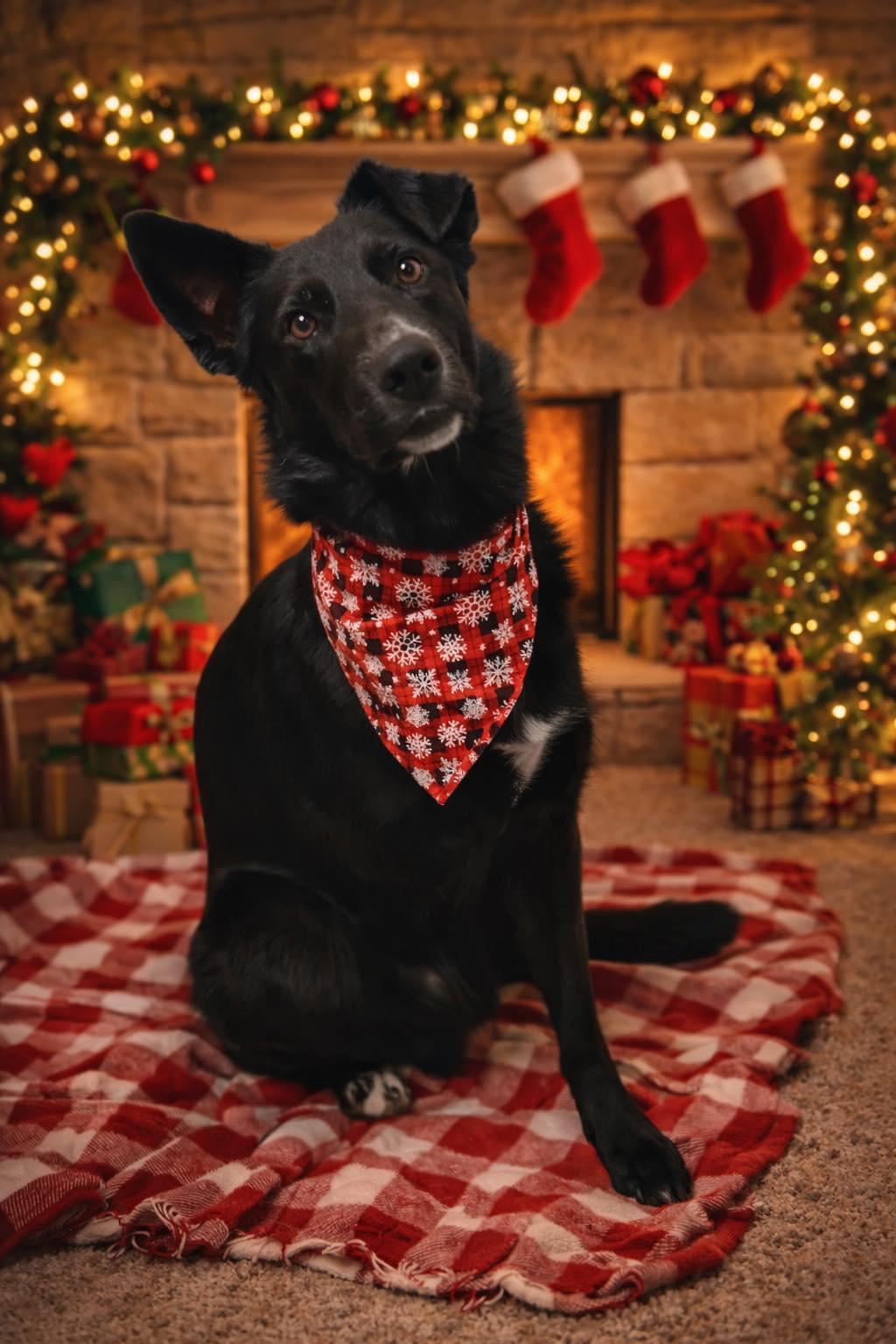 Enlarge TRES, a ADOPTABLE mixed breed in Spokane, WA image 1/3