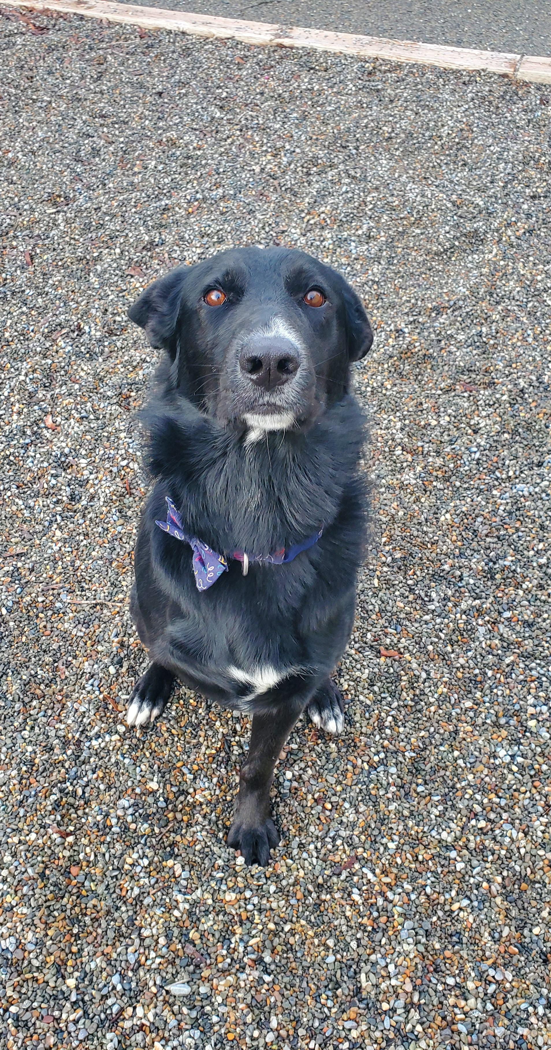 Enlarge TRES, a ADOPTABLE mixed breed in Spokane, WA image 3/3