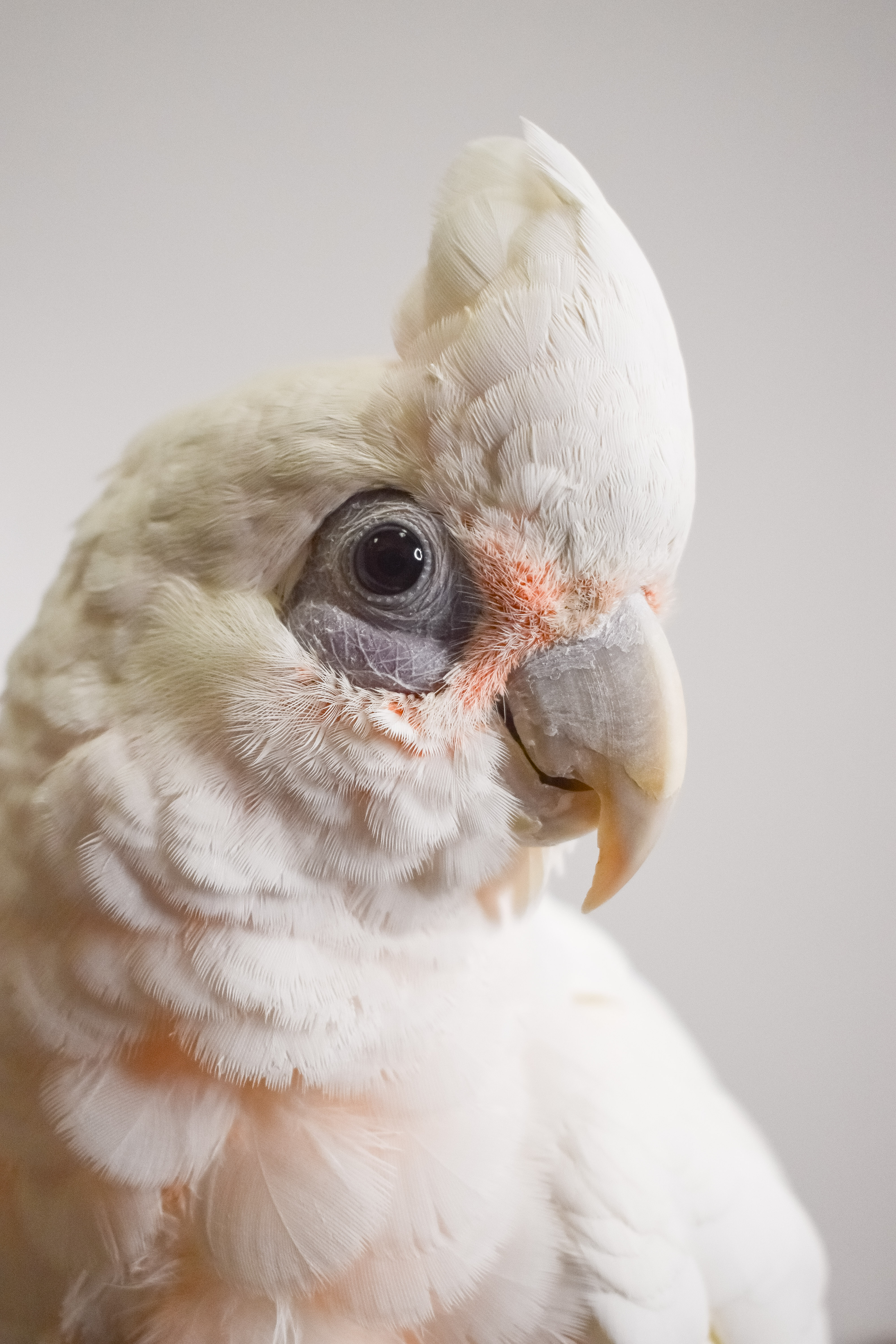 Enlarge Chicken, a Adoptable Cockatoo in Waukesha, WI image 6/6