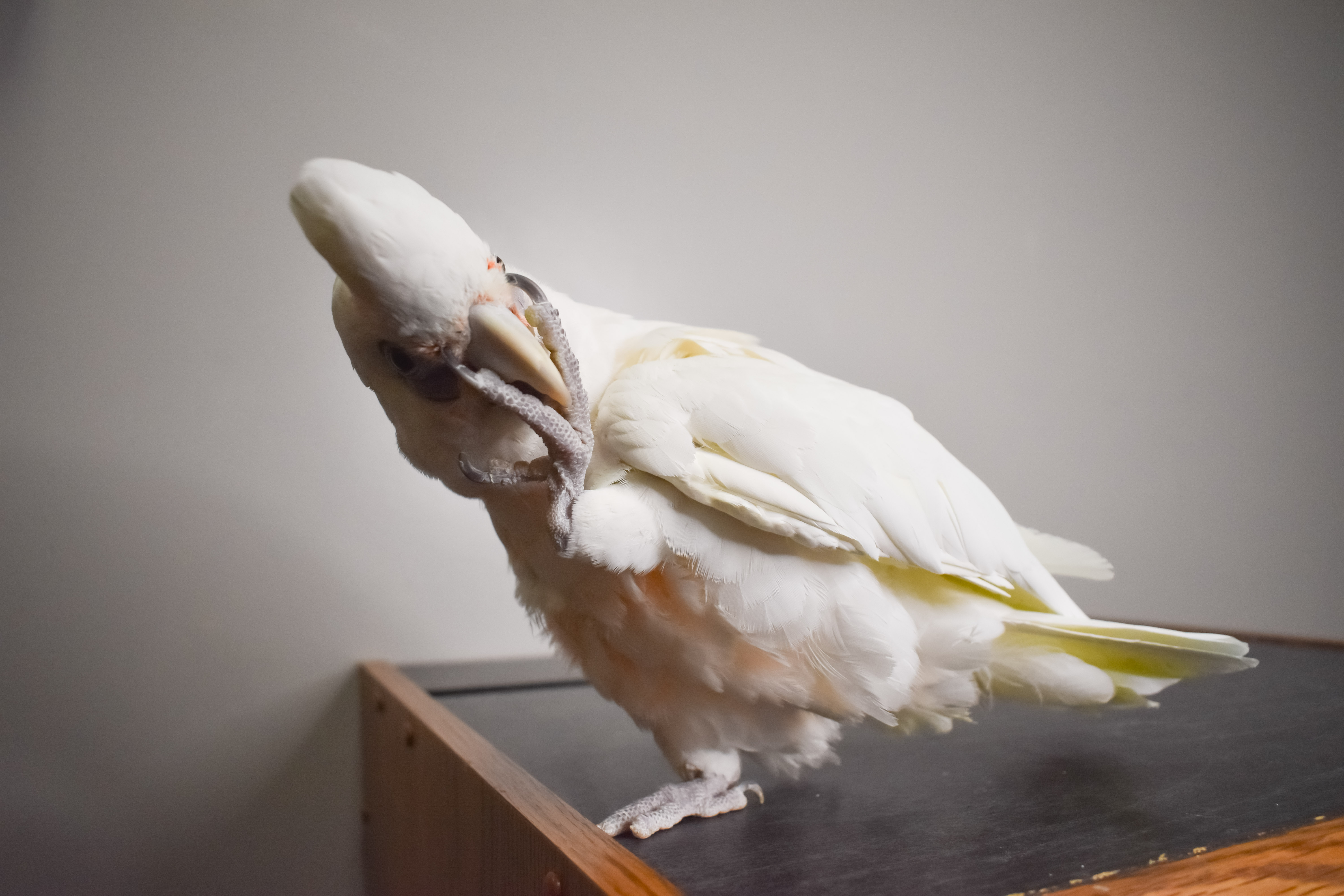 Enlarge Chicken, a Adoptable Cockatoo in Waukesha, WI image 5/6