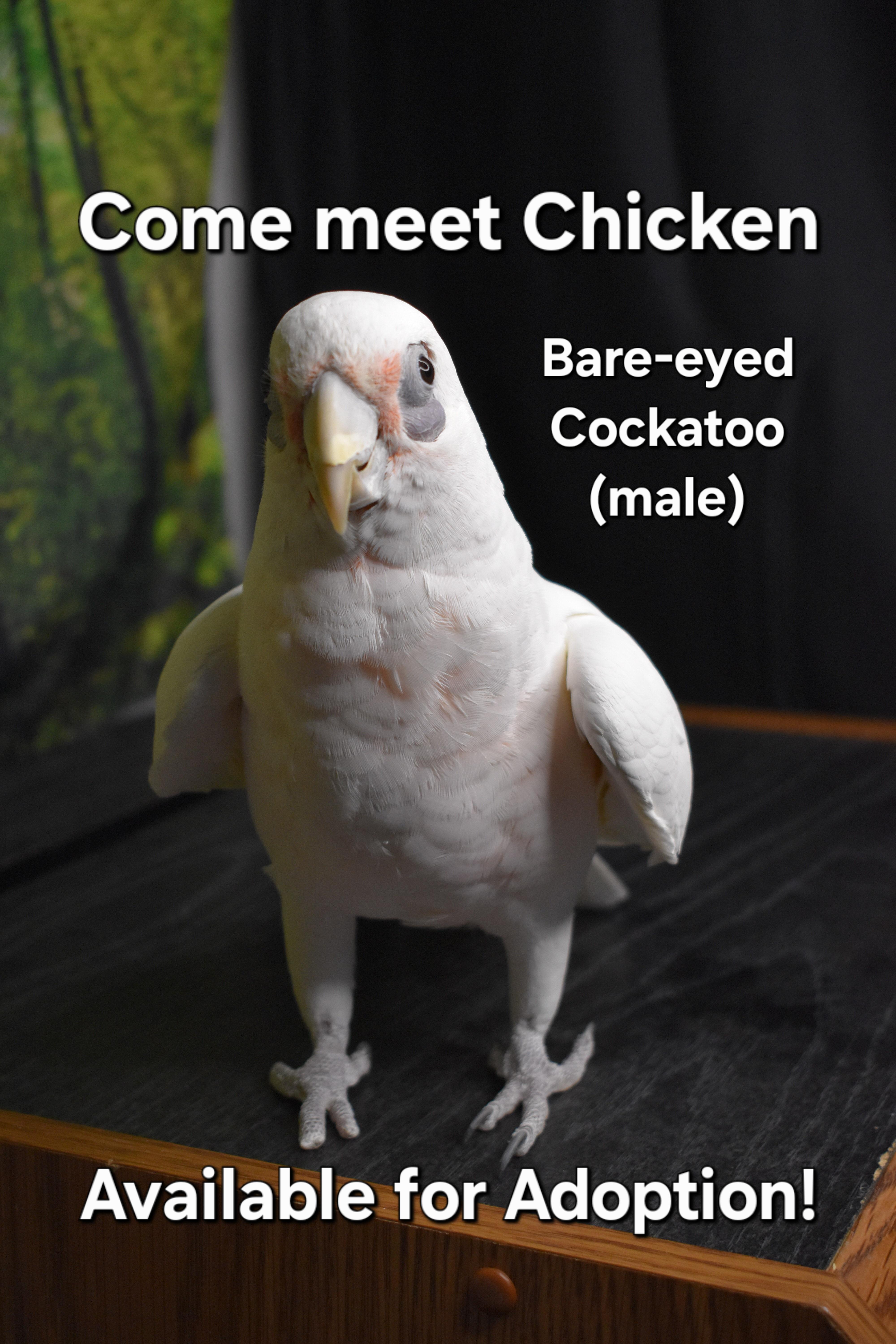Enlarge Chicken, a Adoptable Cockatoo in Waukesha, WI image 4/6