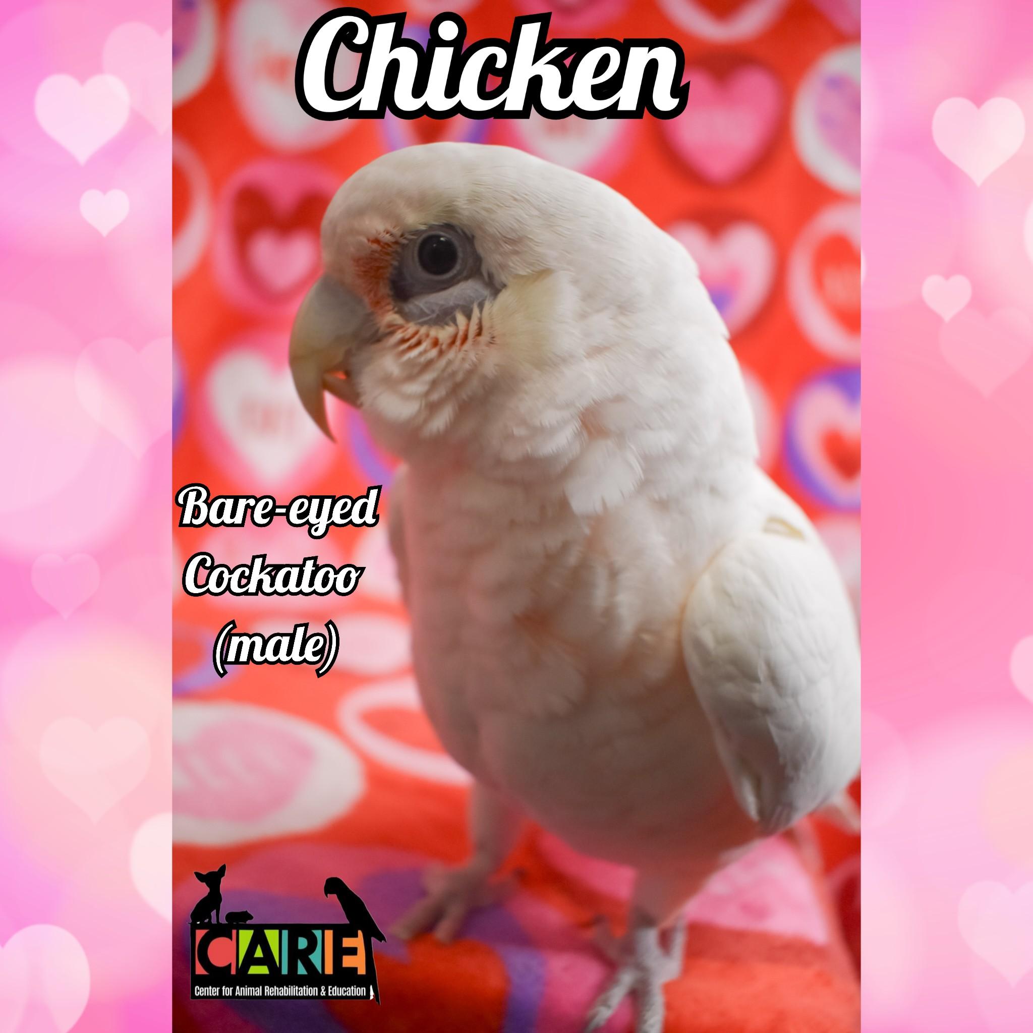 Enlarge Chicken, a Adoptable Cockatoo in Waukesha, WI image 3/6