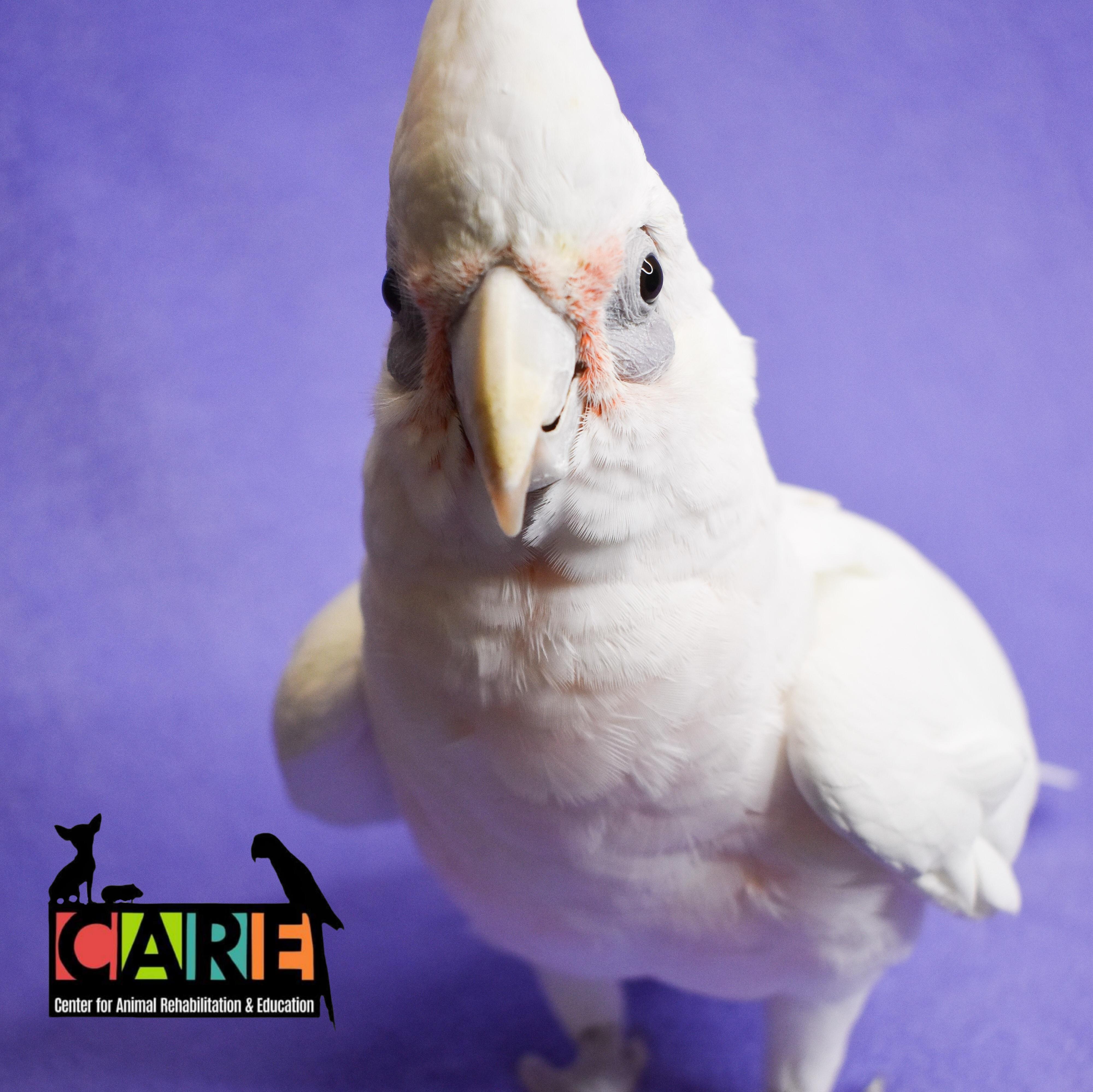 Enlarge Chicken, a Adoptable Cockatoo in Waukesha, WI image 1/6