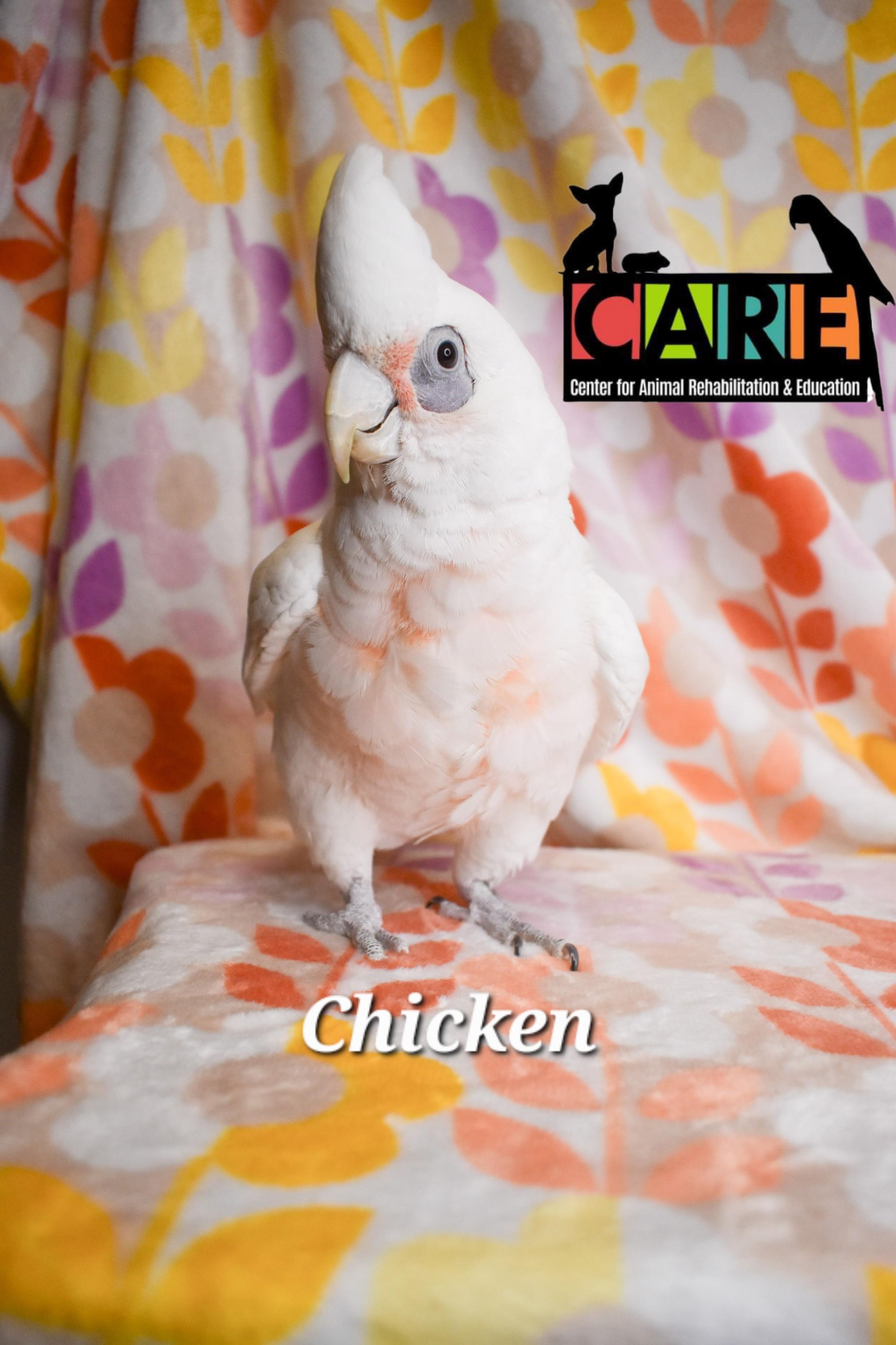 Chicken