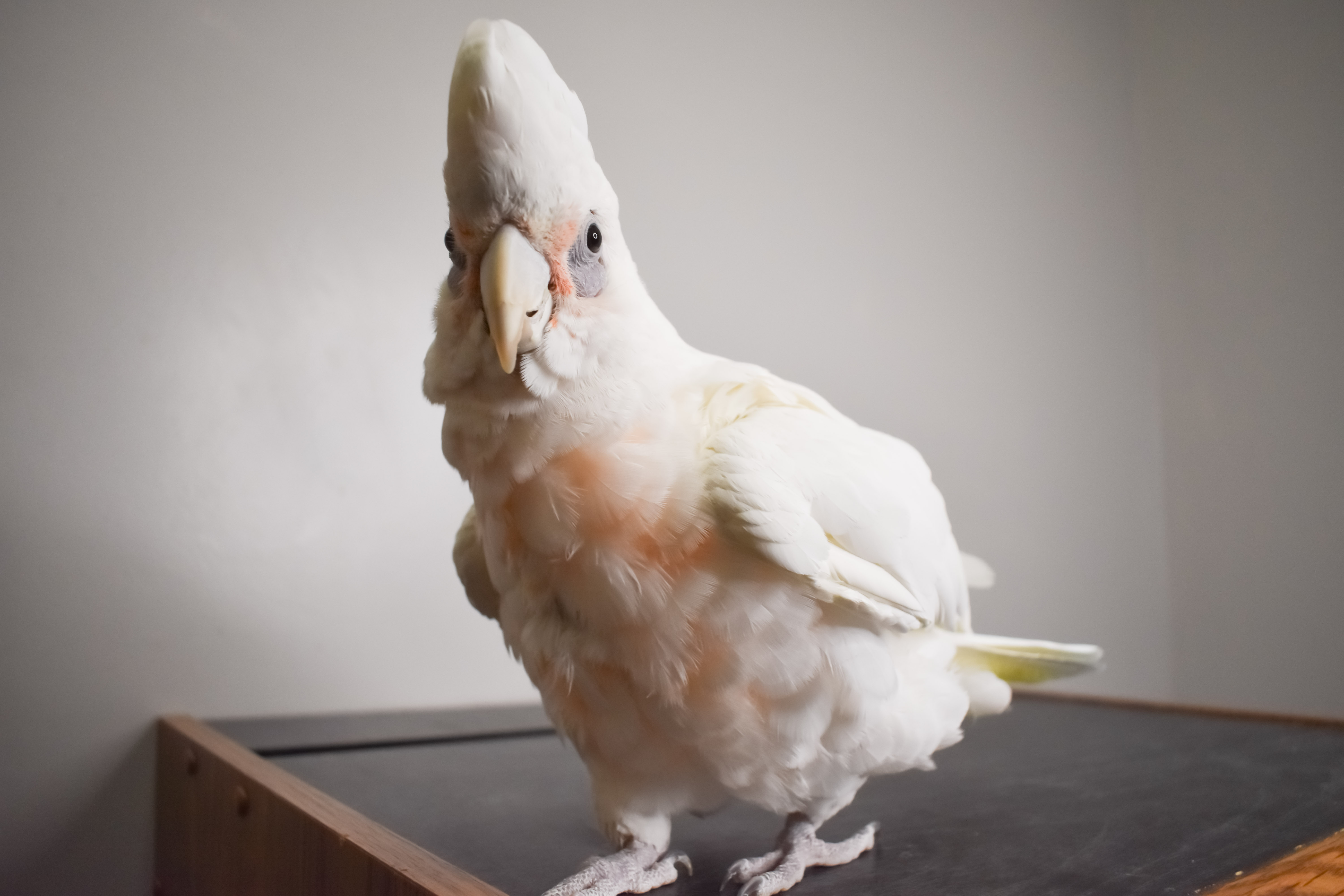 Chicken 6