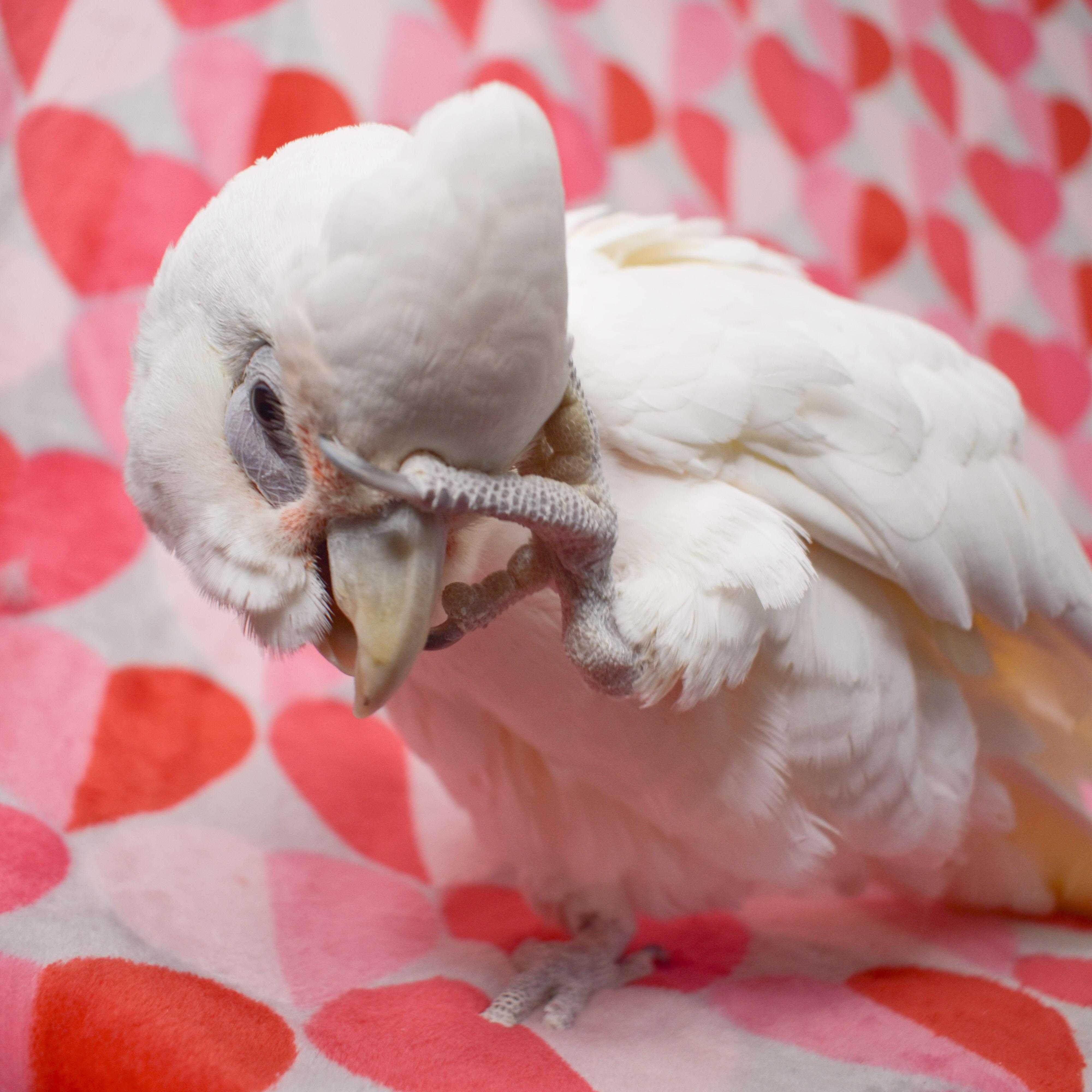 Enlarge Chicken, a Adoptable Cockatoo in Waukesha, WI image 1/6