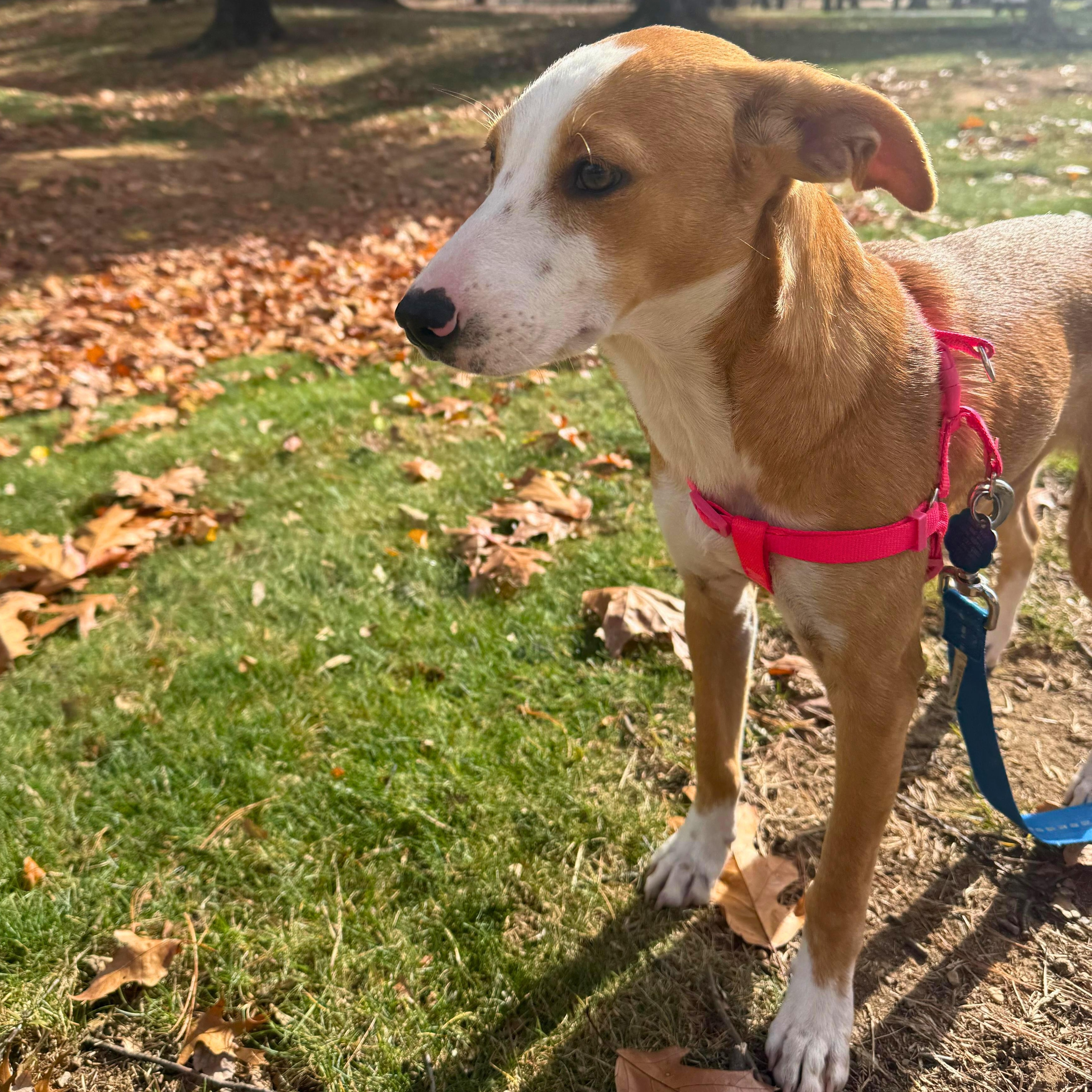 Caribe, Adoptable, Young Female Mixed Breed.