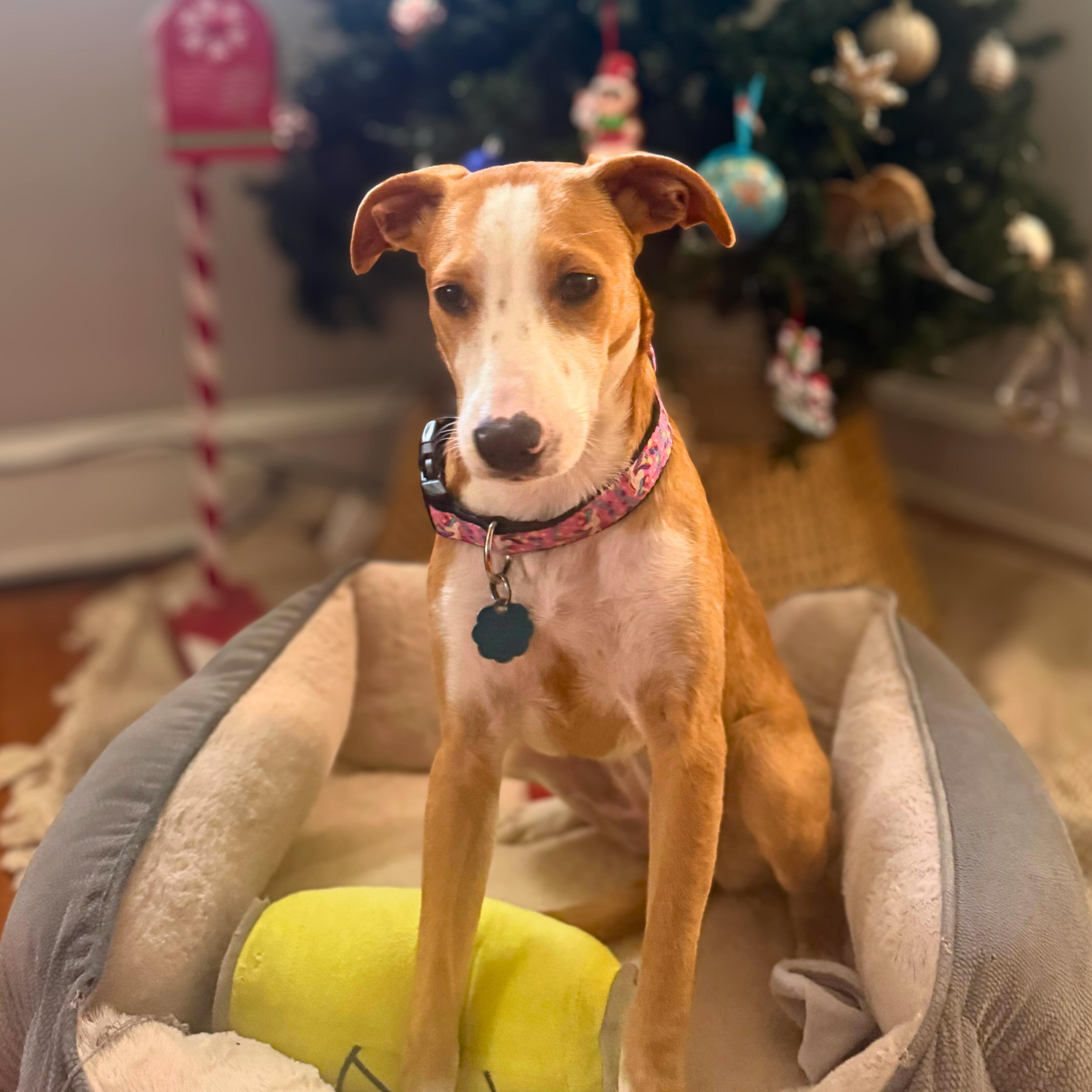 Enlarge Caribe, a Adoptable mixed breed in Baltimore, MD image 1/3