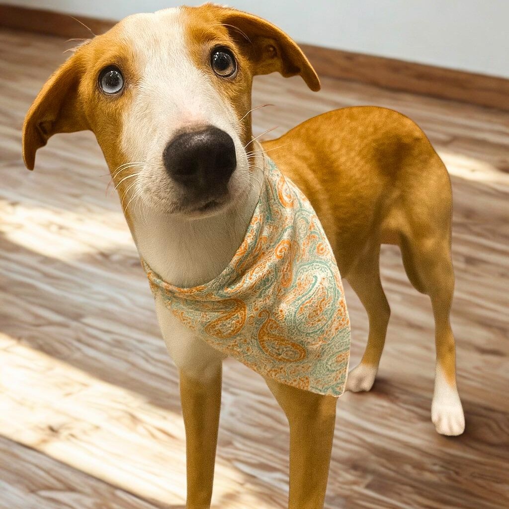 Enlarge Caribe, a Adoptable mixed breed in Baltimore, MD image 2/3