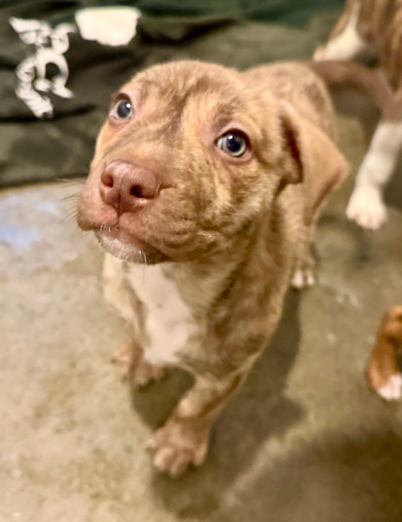 Allie, a ADOPTABLE mixed breed in South Amboy, NJ image 2/4