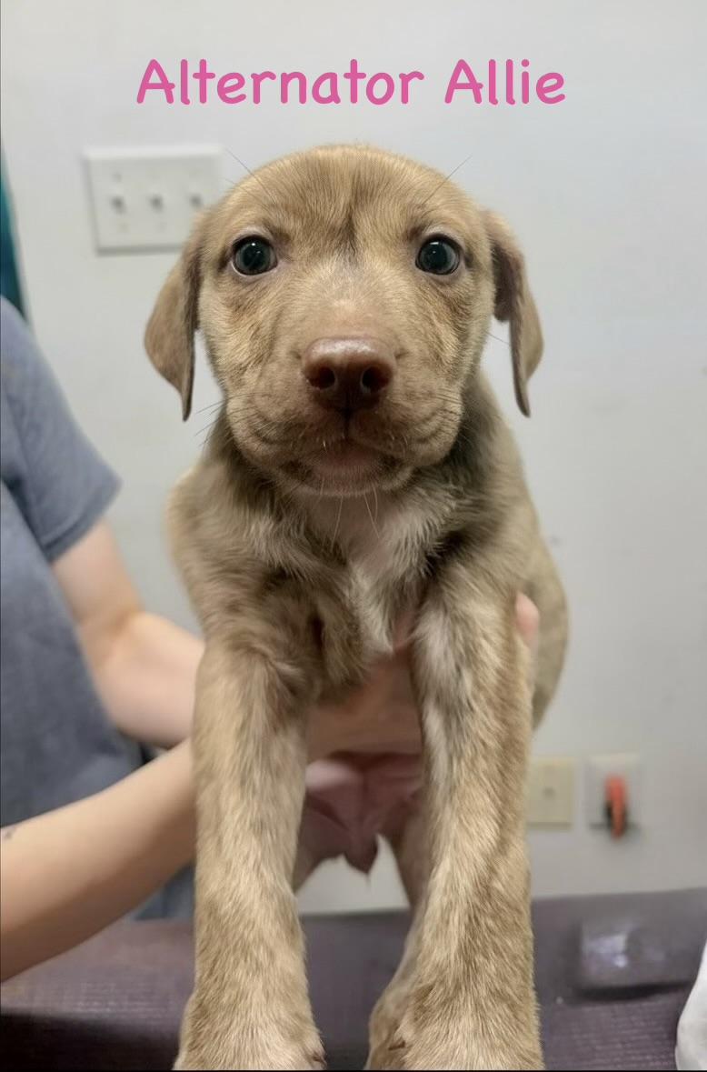 Allie, ADOPTABLE, Puppy Female Pit Bull Terrier.