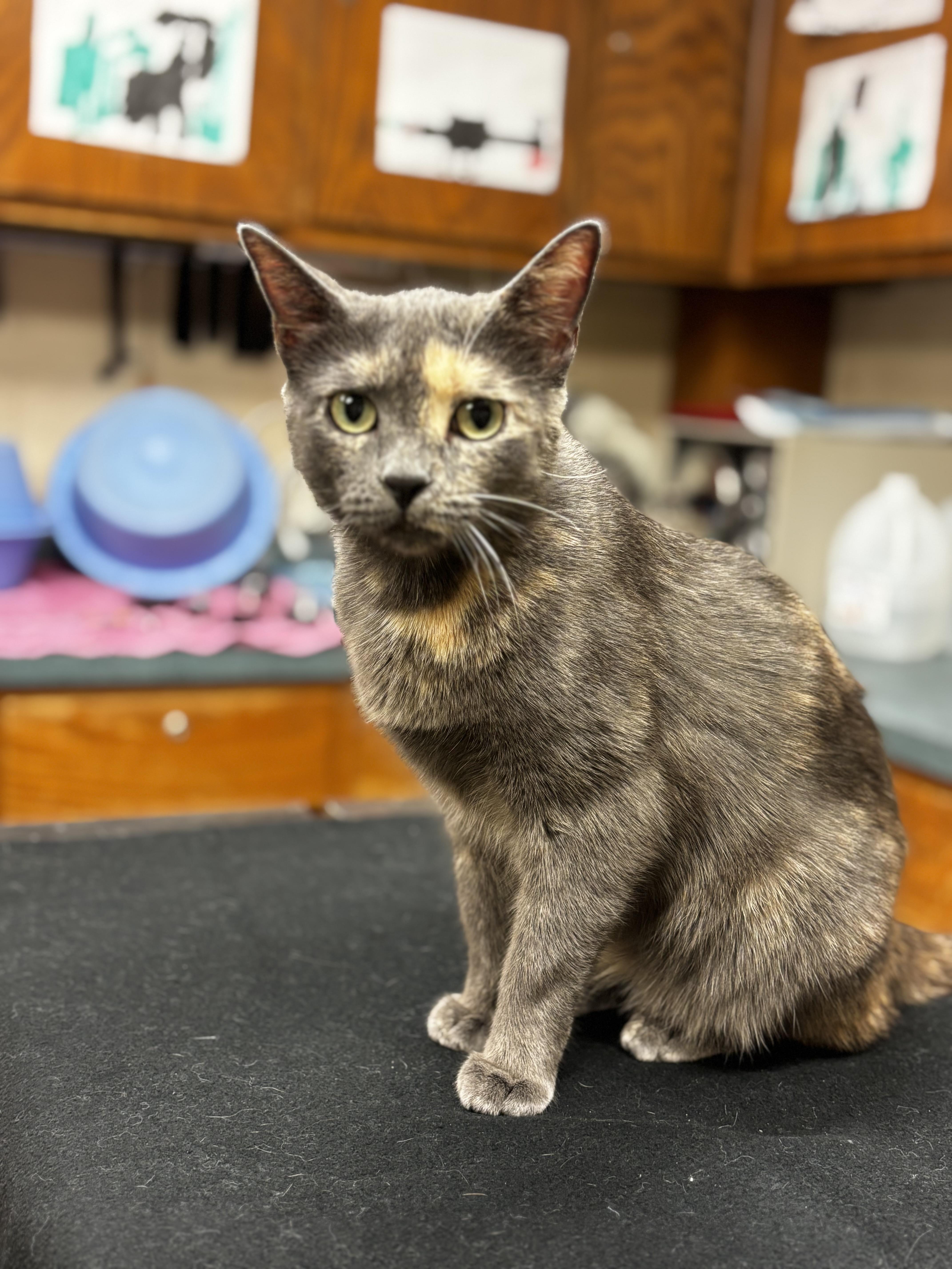 Ms. MeowMeow, Adoptable, Adult Female Domestic Short Hair.