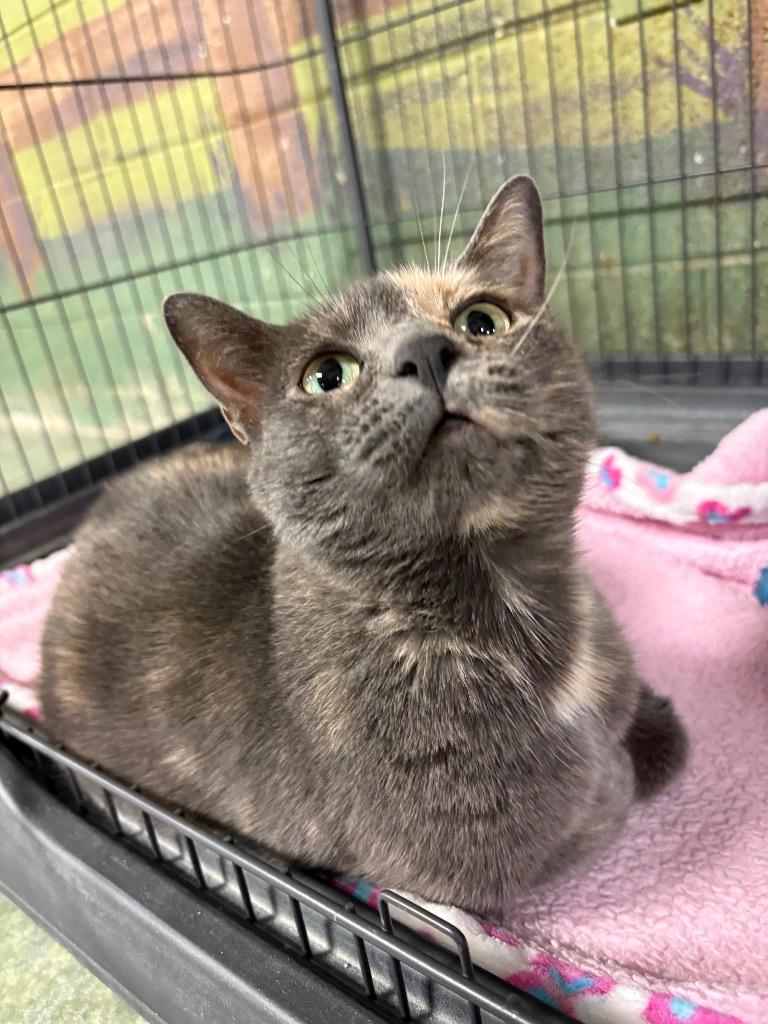 Ms. MeowMeow, a Adoptable mixed breed in Ada, OK image 3/4