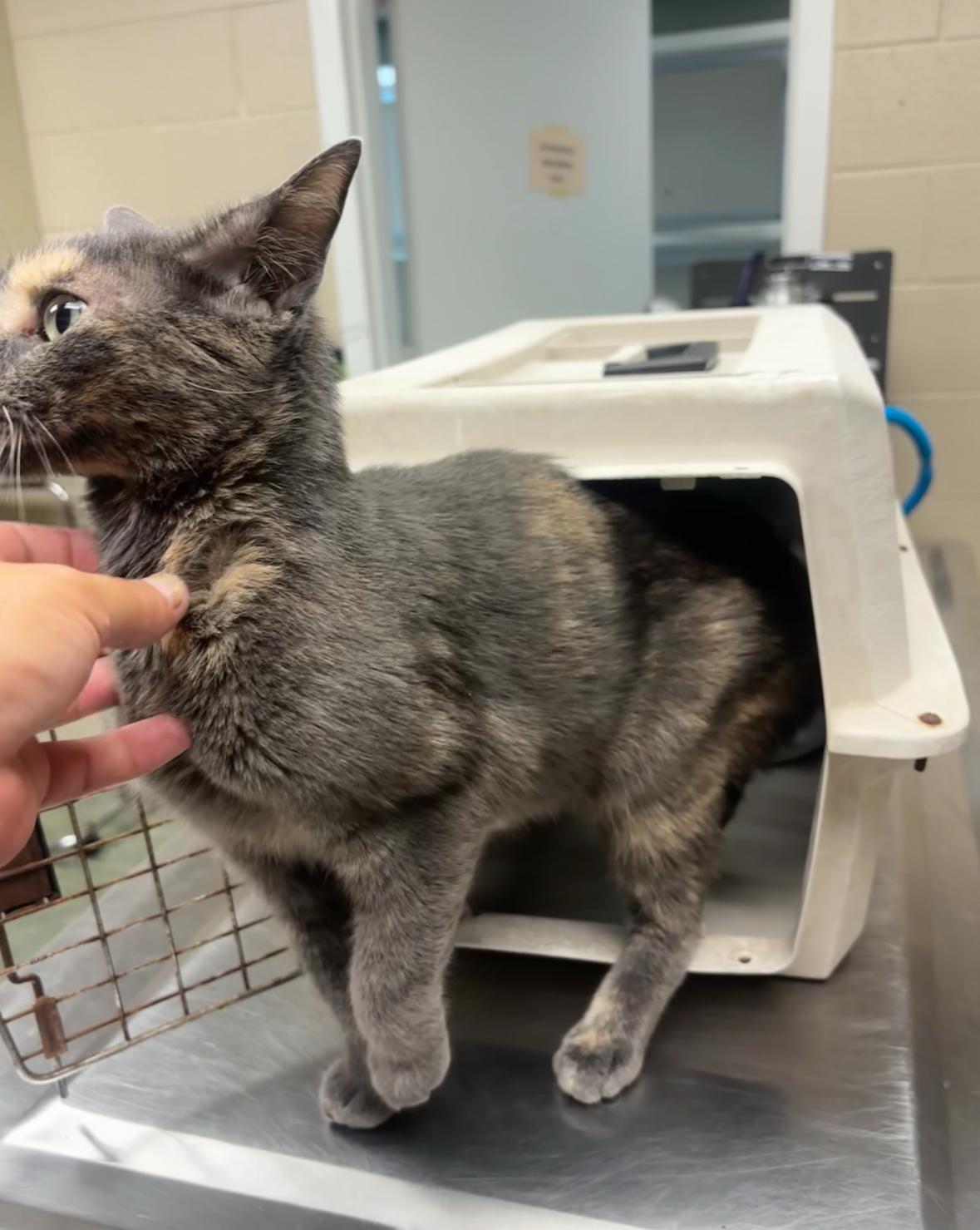 Ms. MeowMeow, a Adoptable mixed breed in Ada, OK image 4/4