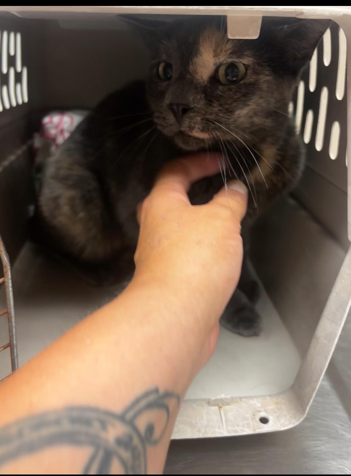 Enlarge Ms. MeowMeow, a Adoptable mixed breed in Ada, OK image 4/4