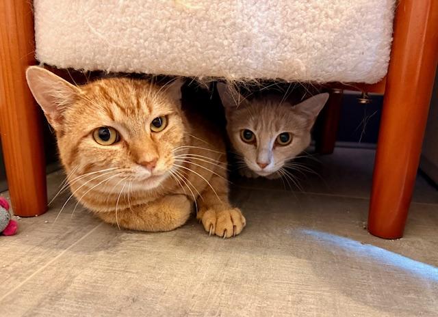 Scoots McBoots & Scoots the Imposter