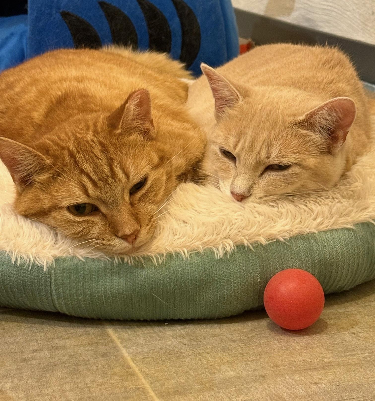 Scoots McBoots & Scoots the Imposter