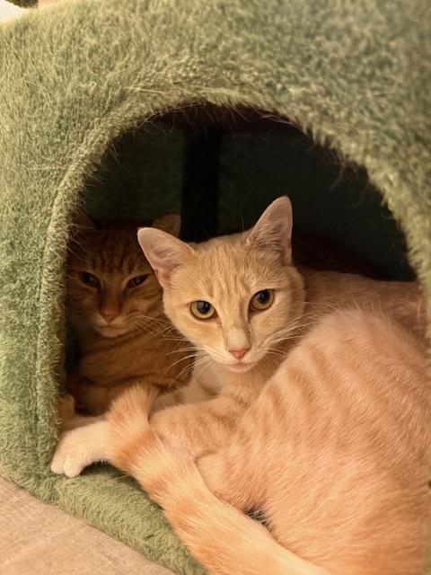 Scoots McBoots & Scoots the Imposter