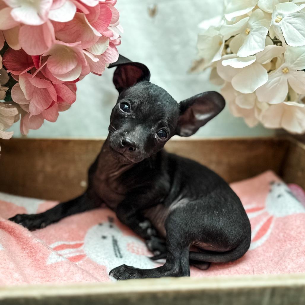 Darcy, Adoptable, Puppy Male Chihuahua.
