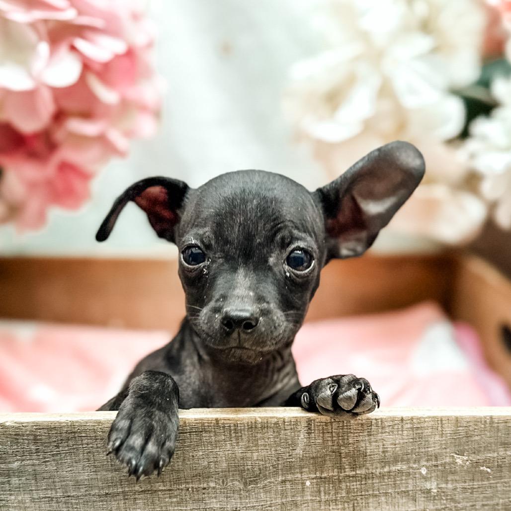 Enlarge Darcy, a Adoptable Chihuahua in Newberg, OR image 2/3