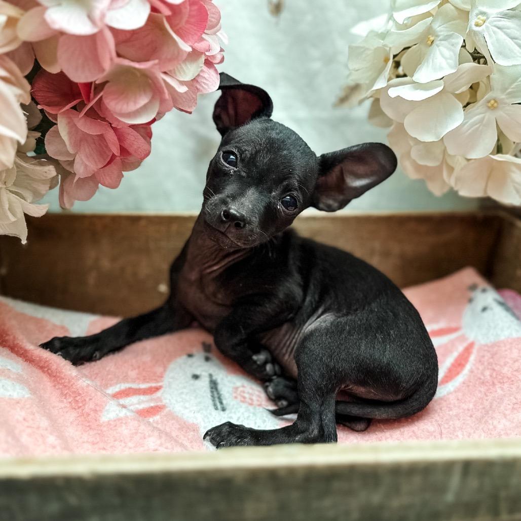 Enlarge Darcy, a Adoptable Chihuahua in Newberg, OR image 3/3
