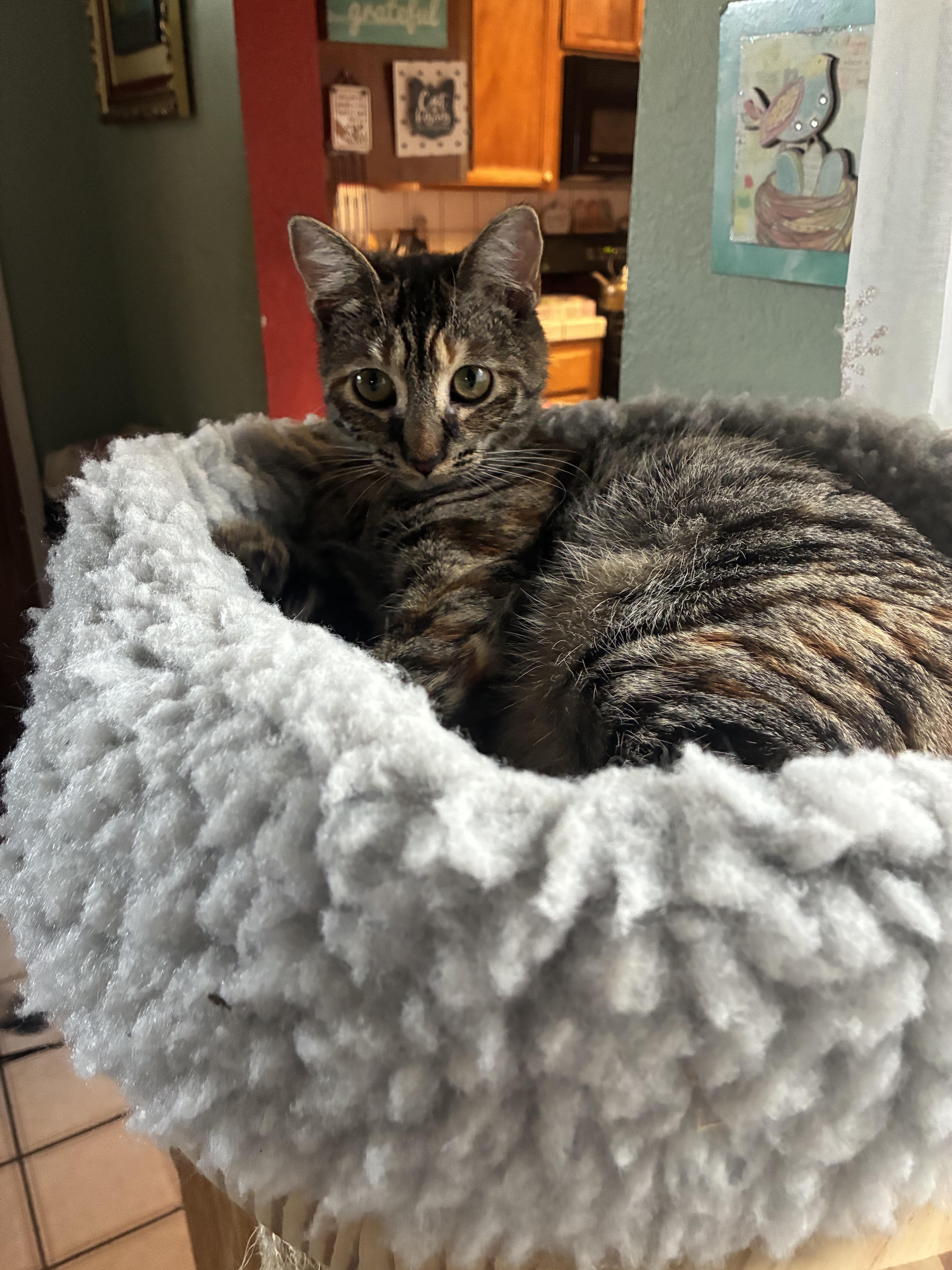 Enlarge Lucy, a Adoptable Domestic Short Hair in Antioch, CA image 3/3