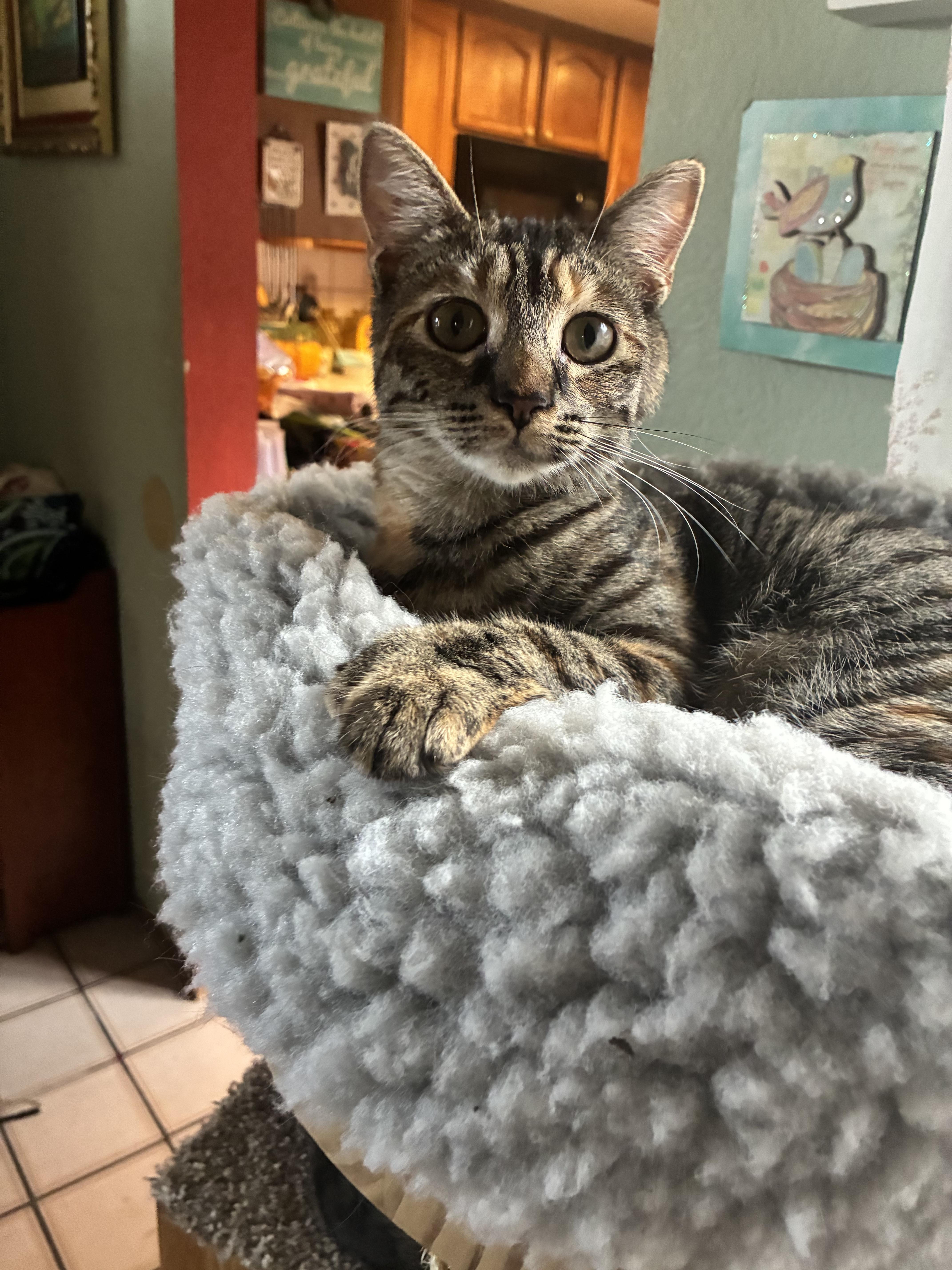 Enlarge Lucy, a Adoptable Domestic Short Hair in Antioch, CA image 2/3