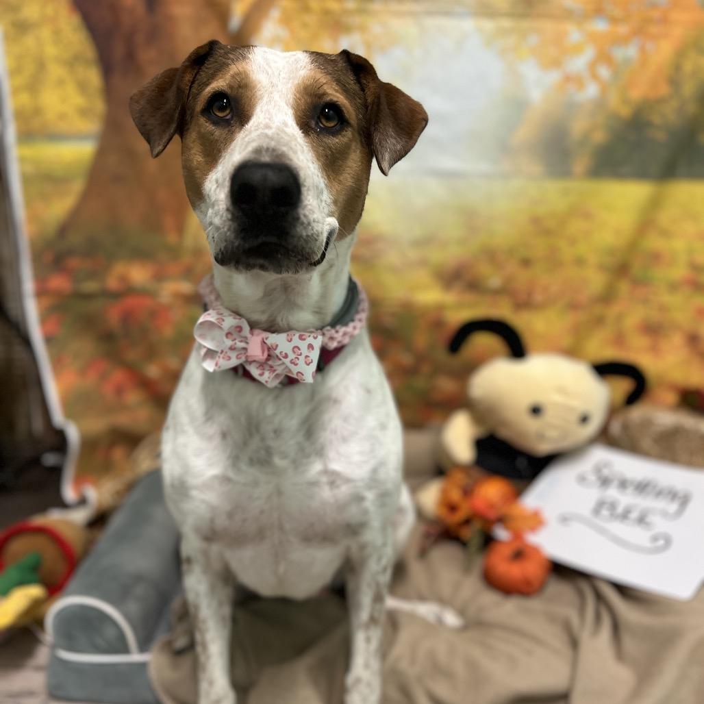 Enlarge June, a Adoptable mixed breed in Harrisville, WV image 1/6