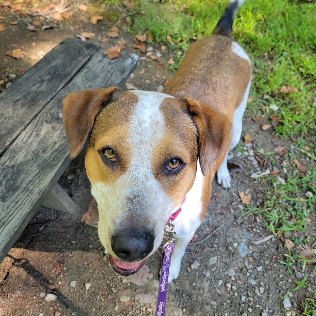 Enlarge June, a Adoptable mixed breed in Harrisville, WV image 2/6
